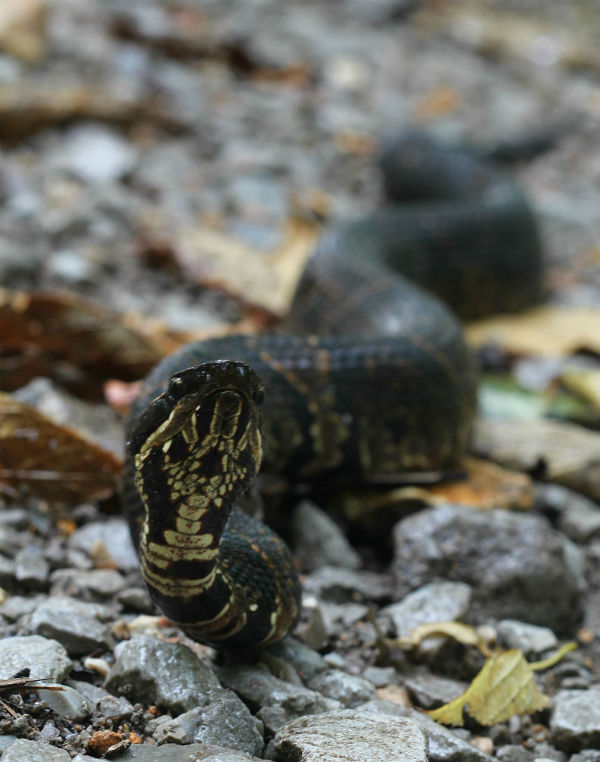 Western Cottonmouth